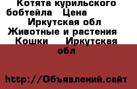 Котята курильского бобтейла › Цена ­ 25 000 - Иркутская обл. Животные и растения » Кошки   . Иркутская обл.